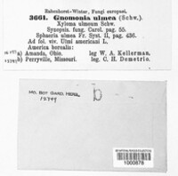 Dothidella ulmea image